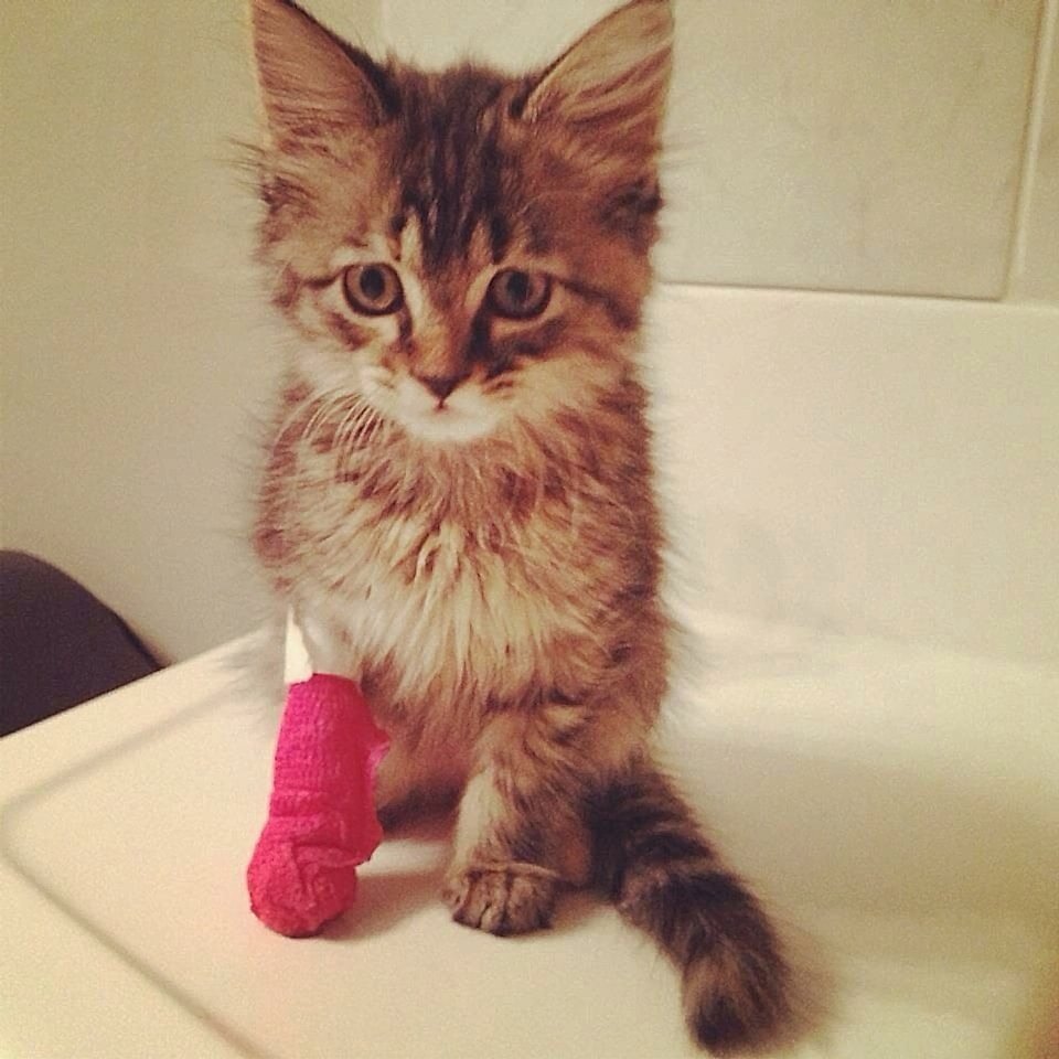 удаление пятен чистка ковров