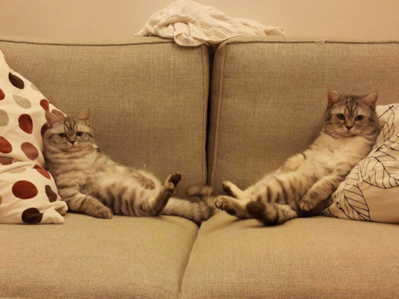 истории химчистки