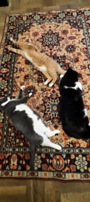 удаление пятен чистка ковров