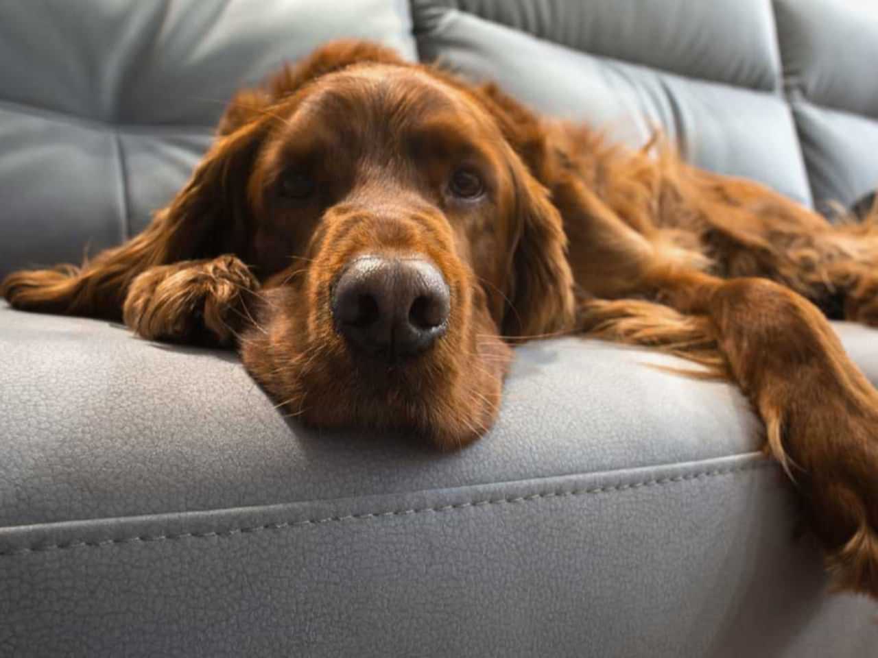 истории химчистки