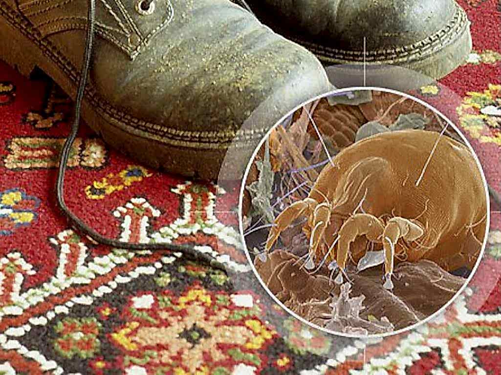 химчистка ковров